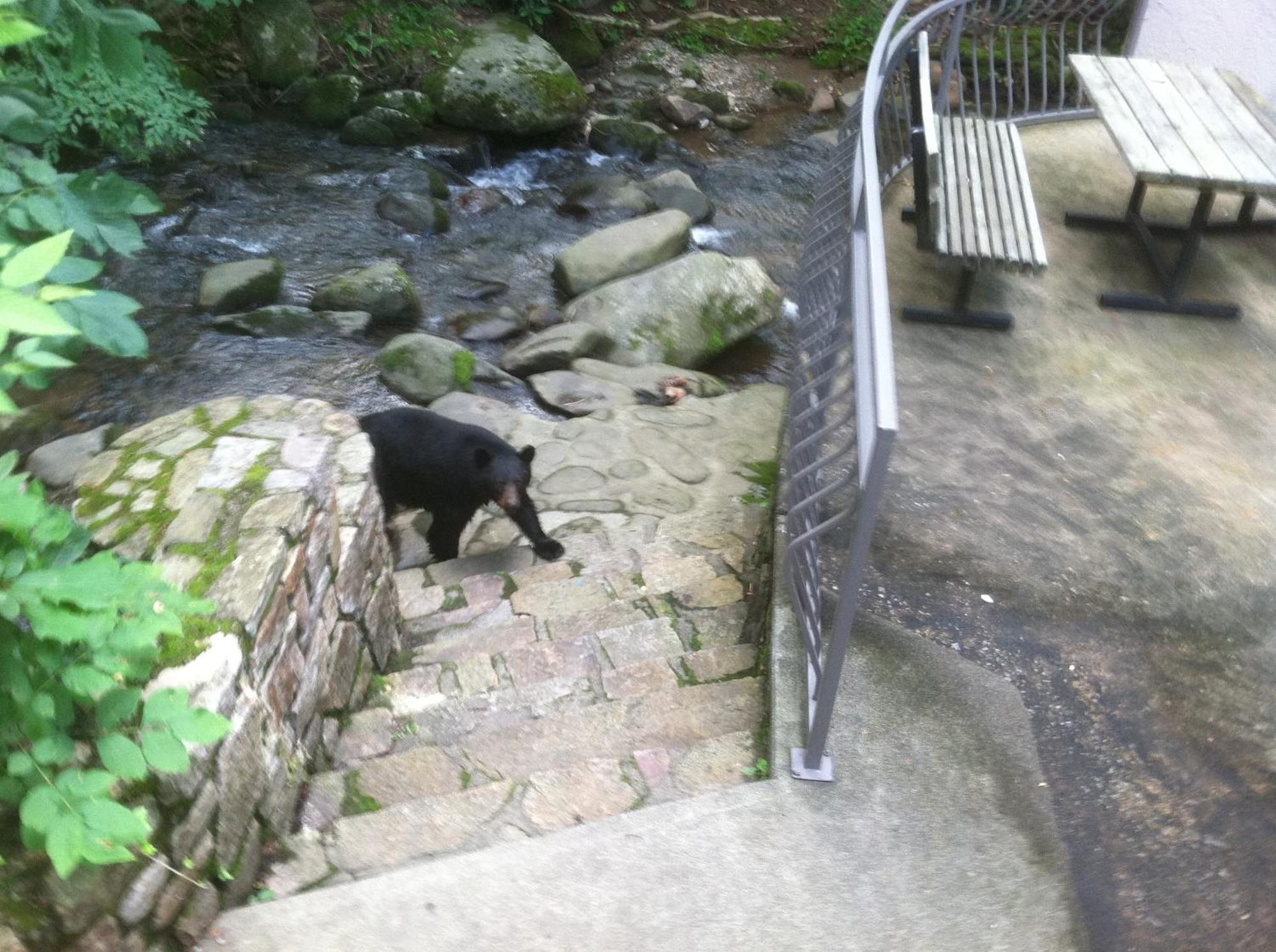 Sidney James Mountain Lodge Gatlinburg Ngoại thất bức ảnh